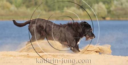 Hund stoppt im Sand am See