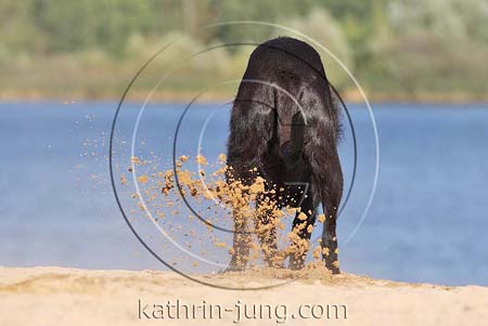 Hund buddelt am See im Sand