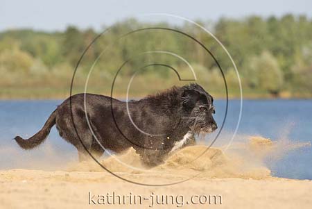 Mischling stoppt im Sand es stiebt