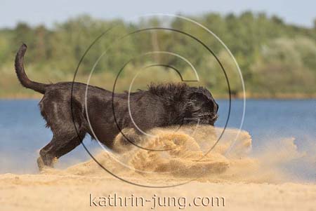 Mischling stoppt im Sand stiebt