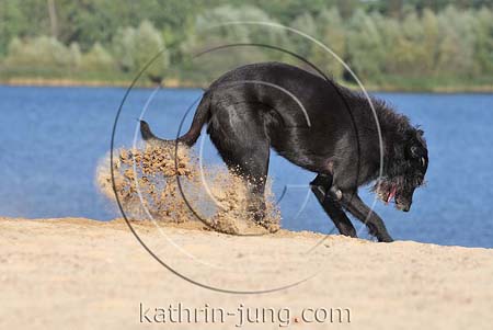 Hund buddelt im Sand auf Düne