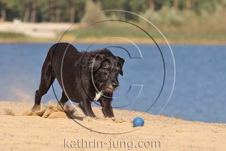 Mischling spielt Ball auf Düne