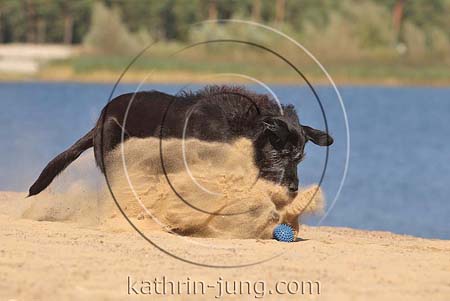Hund schwarz Mischling stoppt im Sand spielt Ball auf Düne