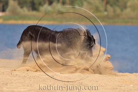 Hund schwarz Mischling stoppt im Sand stiebt