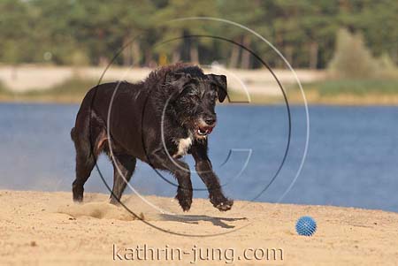Hund schwarz Mischling Galopp am See