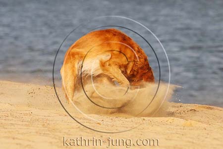 Golden Retriever in Action Strand Golden Retriever in Action Strand