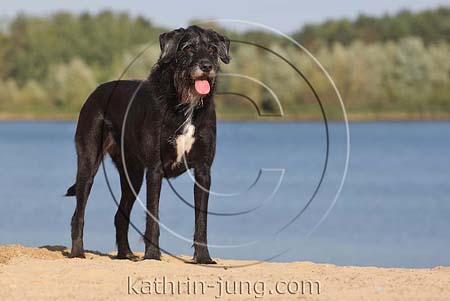 Hund schwarz Mischling steht amSee