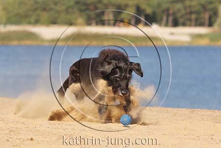 schwarzer Hund See Sand stiebt