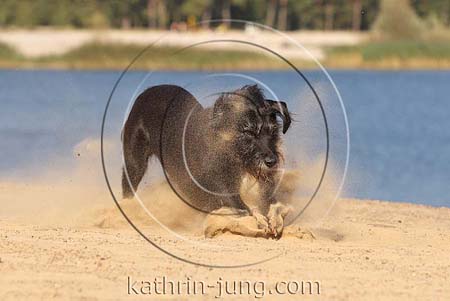 schwarzer Hund Mischling rauhaarig See Sand stiebt