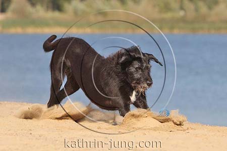 schwarzer Hund Mischling rauhaarig Ball Sand stiebt