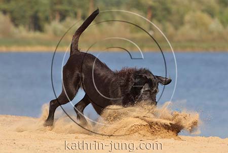 schwarzer Mischling rauhaarig Ball Sand stiebt