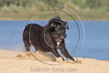 schwarzer Mischling spielt Ball