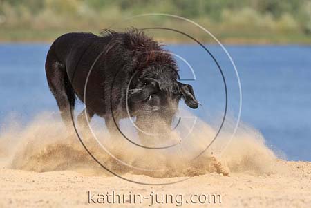 schwarzer Mischling am See Sand stiebt