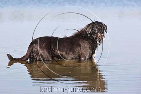 schwarzer Mischling im Wasser