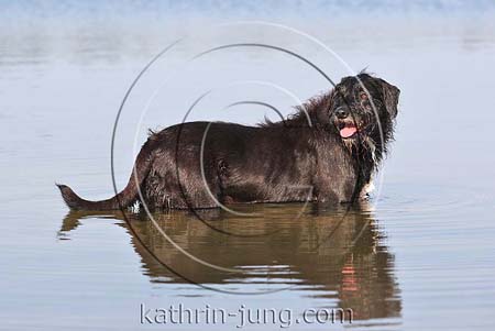 Hund schwarzer Mischling im Wasser