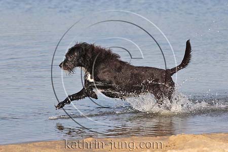 Hund schwarzer Mischling Action im Wasser