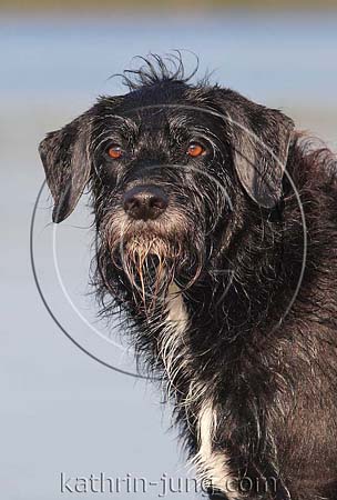 Hund schwarzer Mischling nass Portrait
