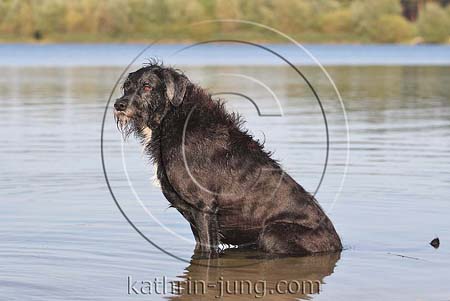 Hund schwarzer Mischling sitzt im Wasser