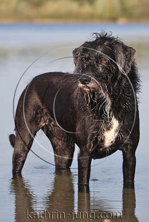 Hund schwarzer Mischling steht im Wasser