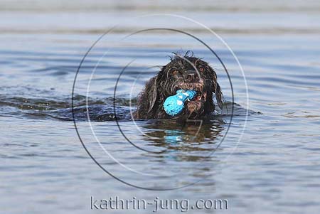 Hund schwarzer Mischling schwimmt