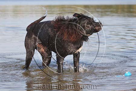 Hund schwarzer Mischling schüttelt sich im Wasser