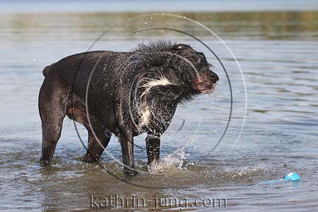 Hund Mischling schüttelt sich im Wasser