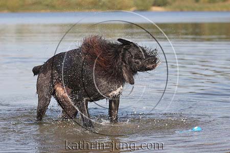 Hund Mischling schwarz schüttelt sich im Wasser