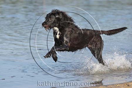 Mischling schwarz Action im Wasser