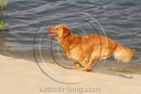 Golden Retriever in Action Strand