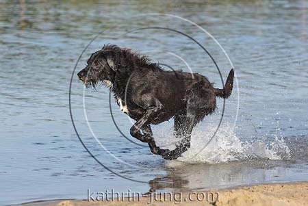 Hund Mischling schwarz Action im Wasser