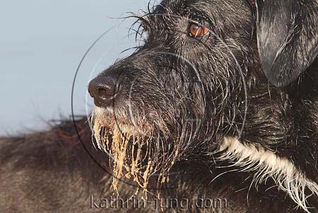 Mischling close up