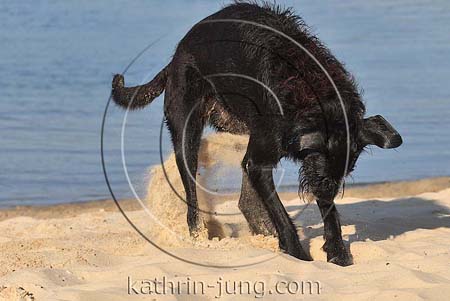 Mischling buddelt im Sand am See