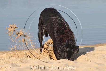 Mischling buddelt Loch im Sand am See