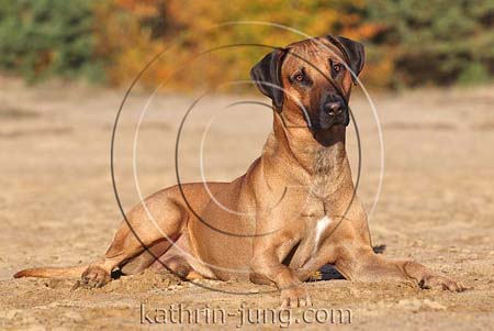 Ridgeback-Mischling liegt im Sand Herbst