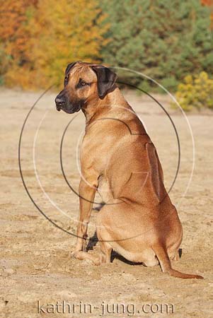 Ridgeback-Mischling sitzt zeigt Ridge