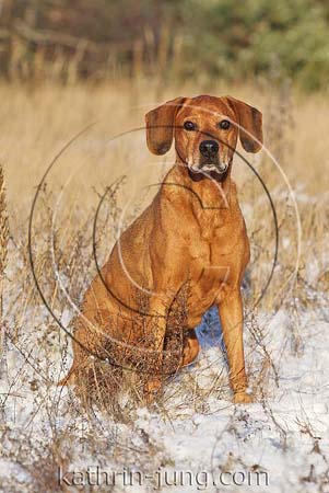 Senior Boxer Mischling Winter