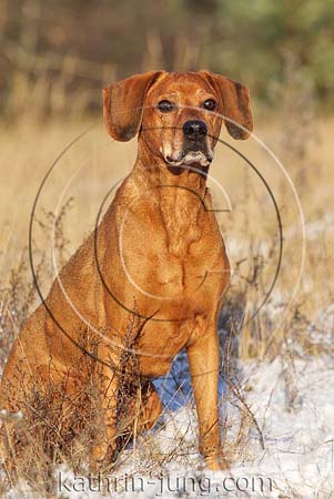 Senior Boxer Mischling Winter sitzt im Schnee