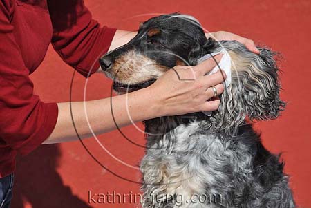 Ohrenreinigung Hund Cocker Spaniel