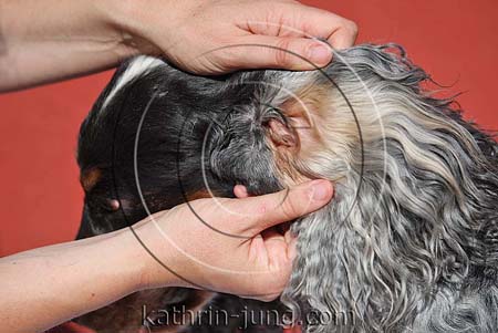 Ohrenreinigung Hund sauberes Ohr