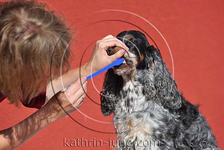 Zähne putzen Hund