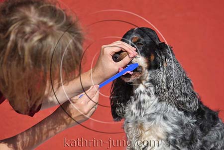 Zähne putzen Hund Cocker Spaniel