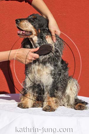 Bürsten Hund Ohren