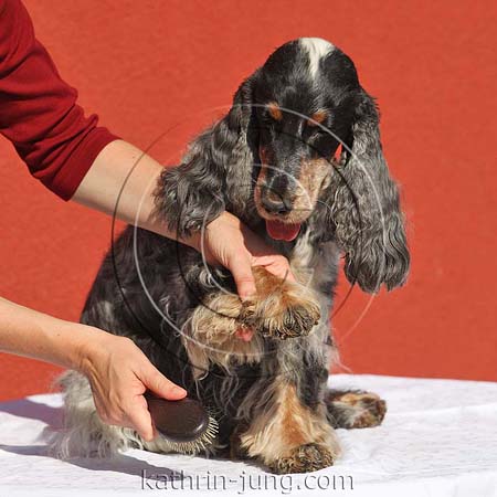 Bürsten Hund Bein
