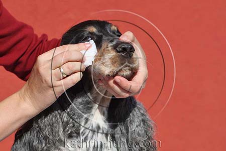 Augen Reinigung Hund Cocker Spaniel