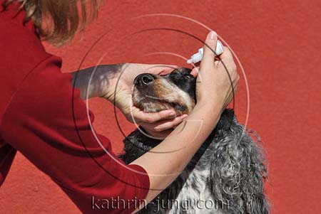 Augentropfen Hund Cocker Spaniel