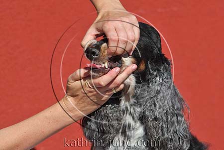 Zahnkontrolle Hund Cocker Spaniel
