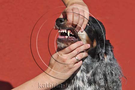 Zahnkontrolle bei Hund Cocker Spaniel