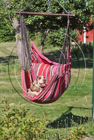 Hund in Hängematte