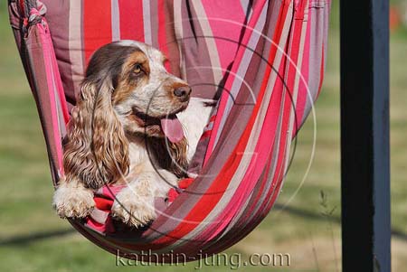 Hund in Hängematte Cocker Spaniel Garten