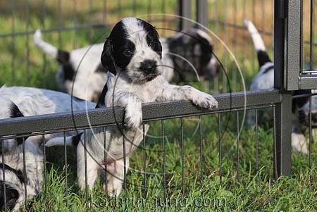 Welpen im Auslaufgitter